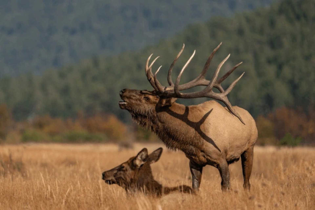 Best Arrows for Elk Hunting