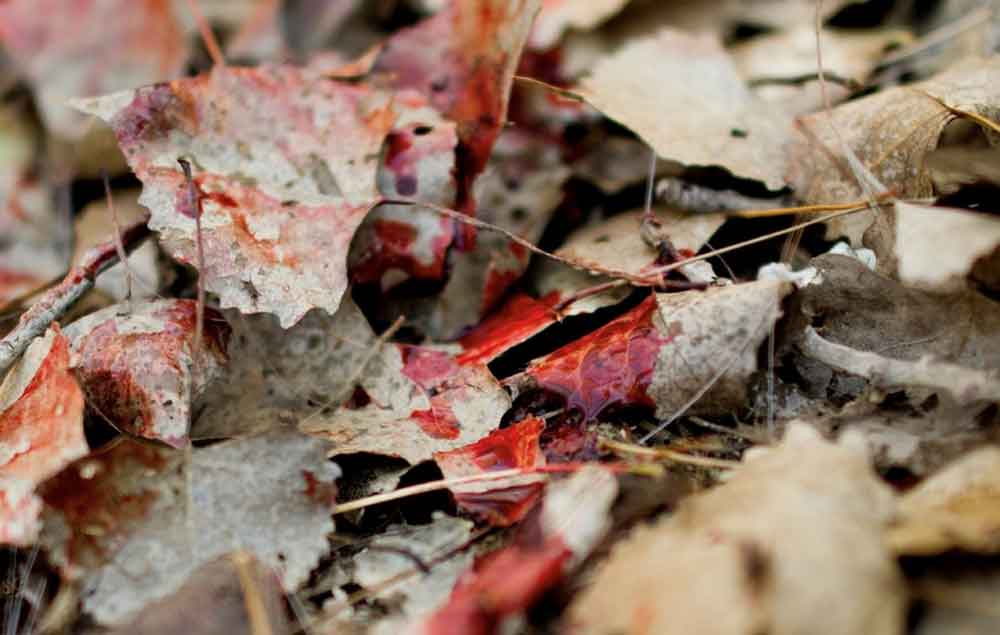 Blood Trailing A Deer - Post Hunting Shot Tactics [#1 Hunters Guide]