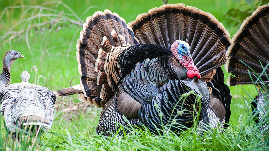 #1 Hunting Guide to Get Ready for Spring Turkey Season