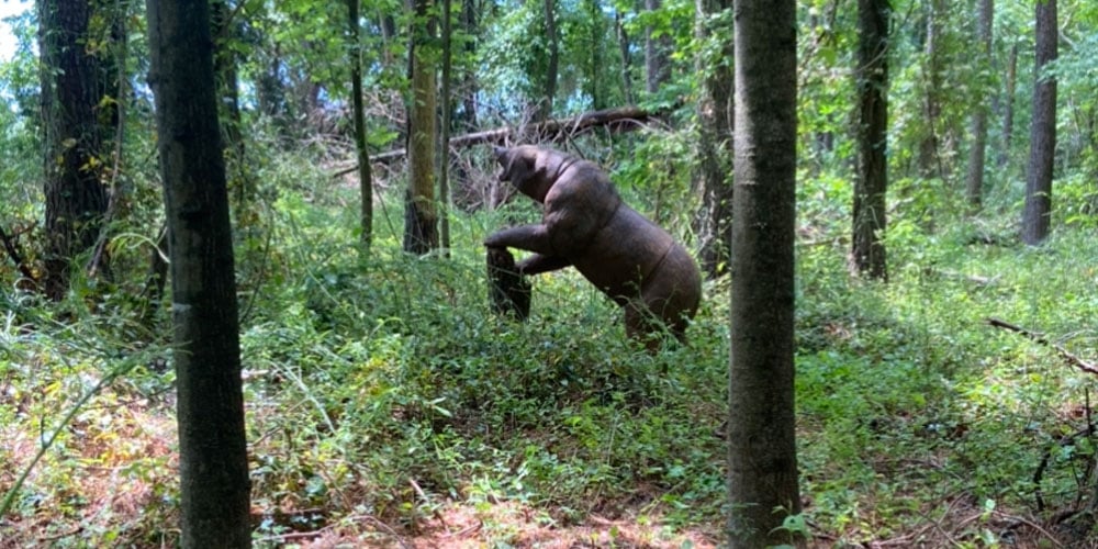 Extreme 3D Archery Series – Shoot #2 Stan Releases