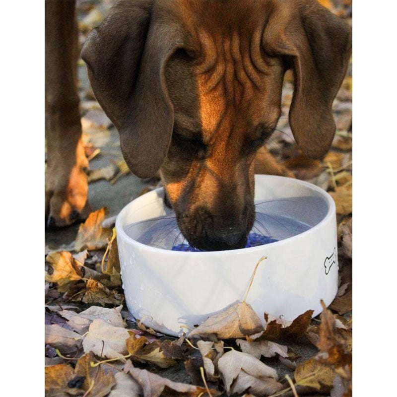 GoPure Pet Pod Water Purifier GoPure