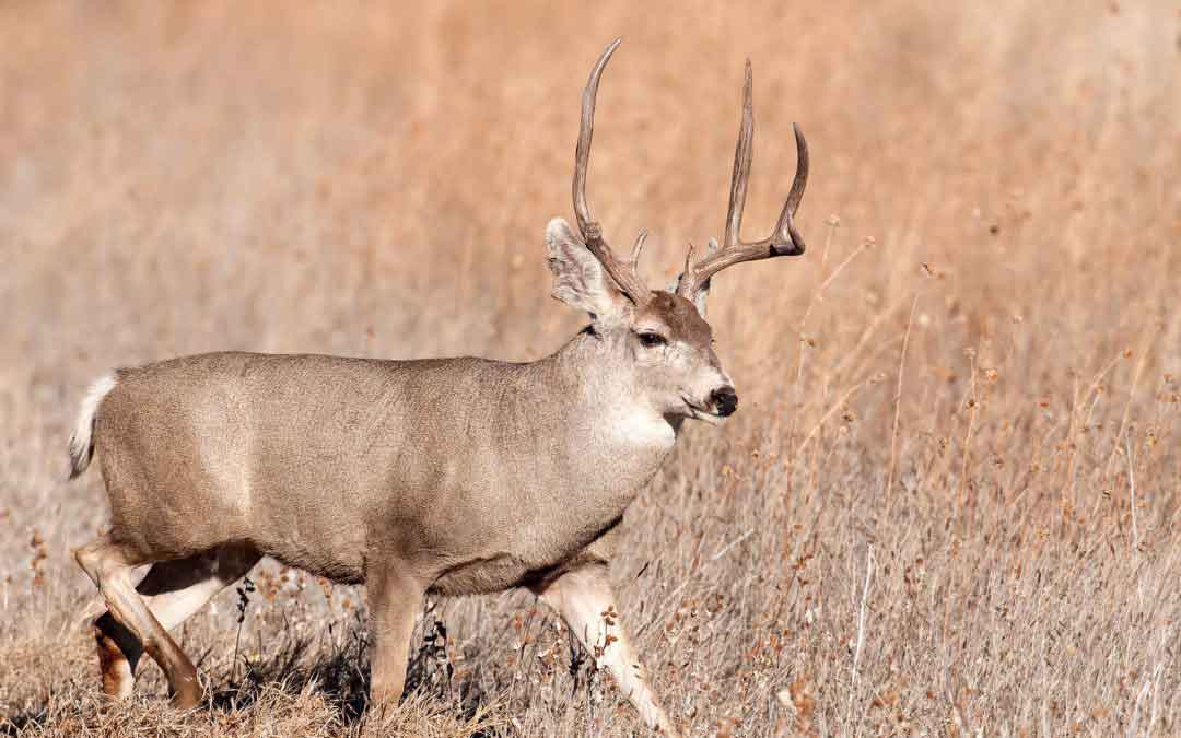 Mule Deer Buck | Extreme Outfitters | Outdoor & Camping Gear Store