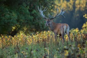 Learn the Different Types of Hunting Calls